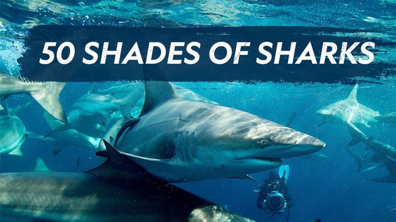 50 Shades of Sharks still 1