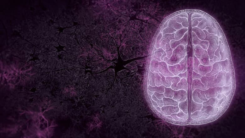 Your Brain still 1